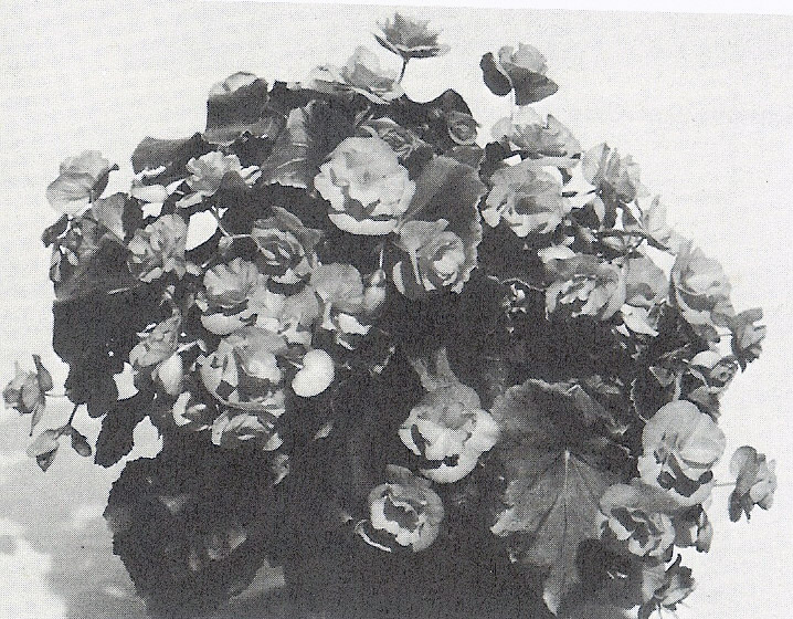 B. ‘Aphrodite Rose’